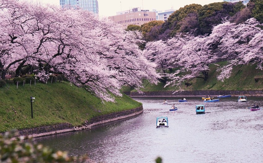 Japanese Names That Mean Pink